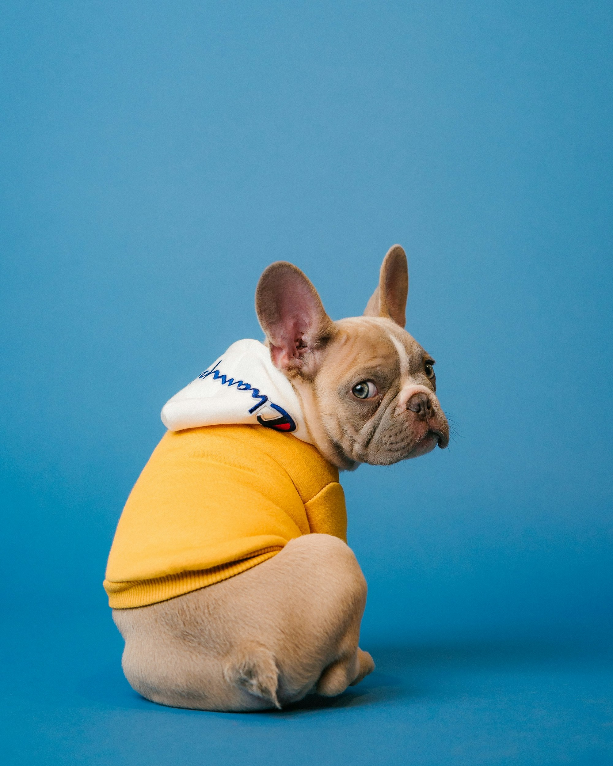 Mascotas & Lifestyle Mathiz